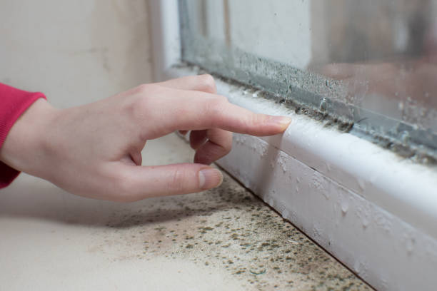 Best Post-Construction Mold Inspection  in Hrison, AR