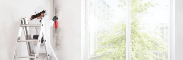 Environmental Consulting for Mold Prevention in Harrison, AR