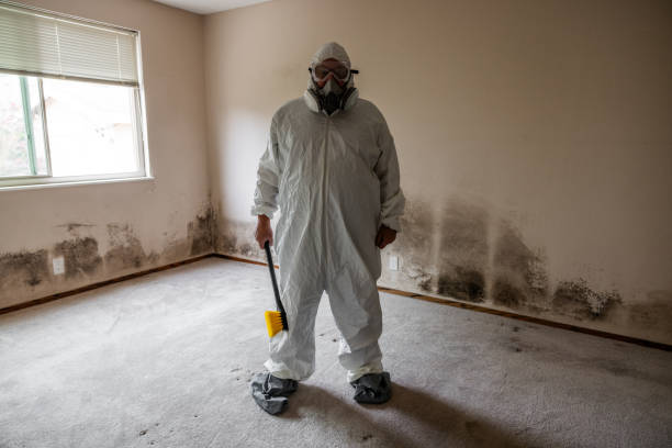 Best Mold Odor Removal Services  in Hrison, AR